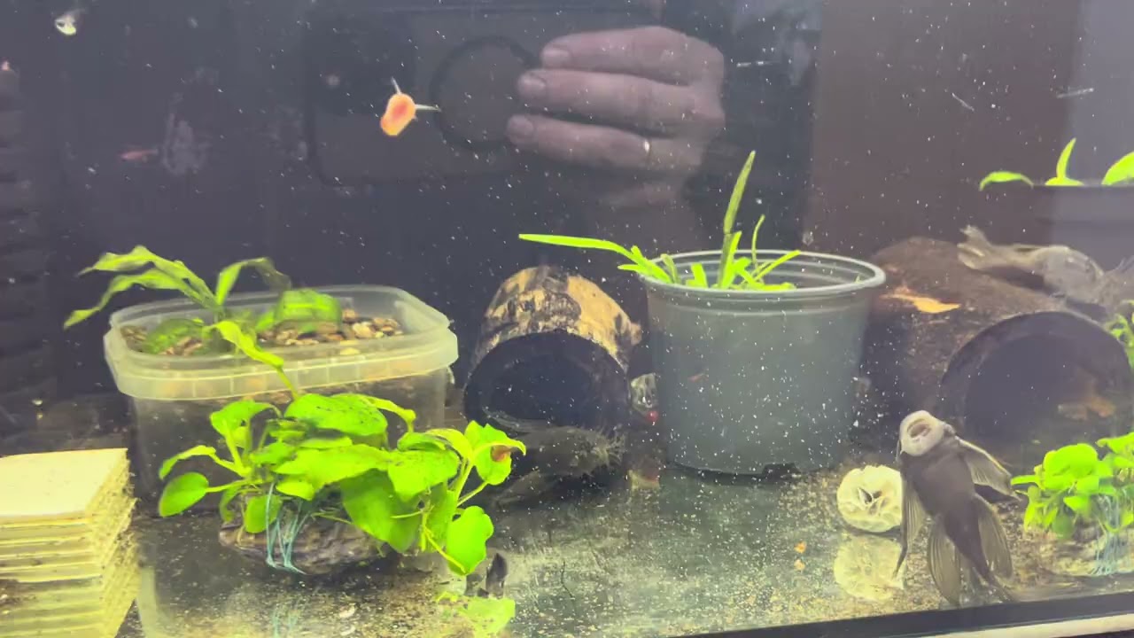 Опа нарешті я дождався😝 огляд акваріумів 🐠