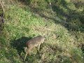 83. John Eberhart all day sit in a swamp, filmed 7 bucks, 2 does, also clearing the social media air