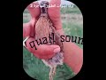 quail batair ki awaz call