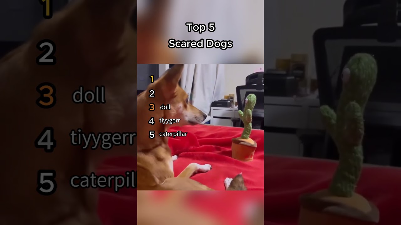 Scared Dogs Compilation – Top 5 Funniest Moments 