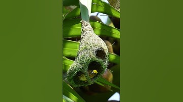 1002 Unbelievable Weaver Bird Build nest  Bird Constructions#youtubeshorts