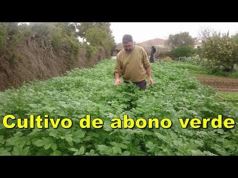 Video: ¿Cómo se excava un cultivo de abono verde?