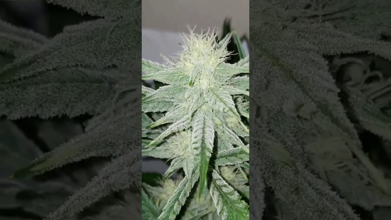 Double Grape Ape Auto