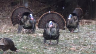 Spring Gobbler Opening Day Turkey Hunting 2021 Pennsylvania - Shirt Tail Chronicles Andrew&#39;s Miss!