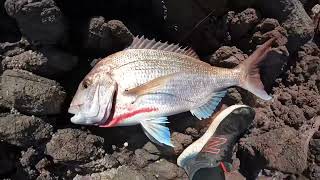 West Coast - spring Snapper fishing