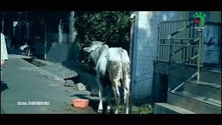 Suasana Idul Adha Kampung Kite | 1434 H 2013 M