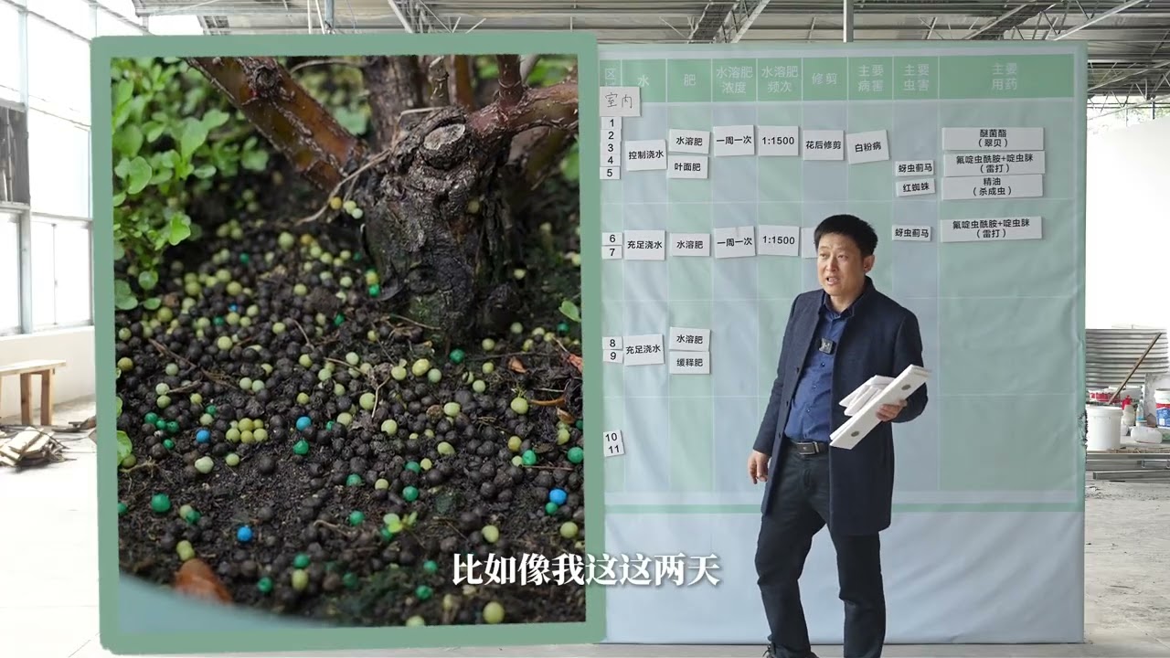 【天狼说月季】3月养护指南，月季复苏开始蓄力