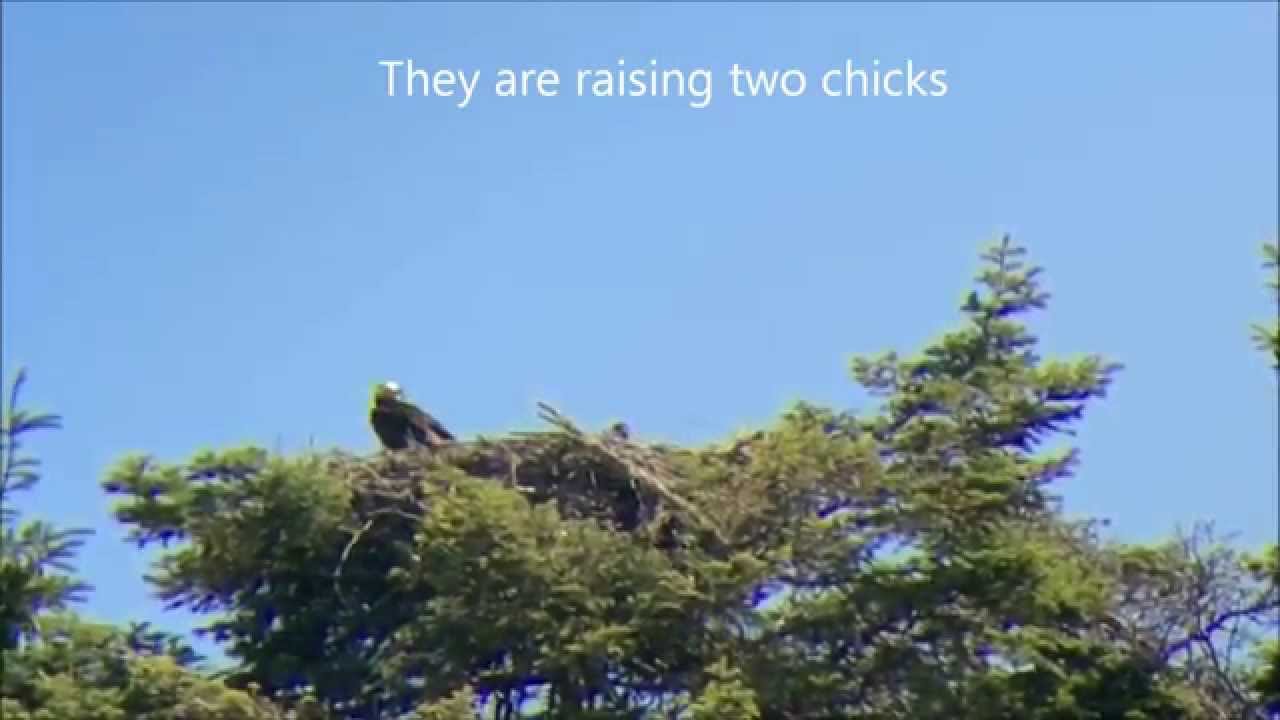 camera iphone 8 plus apk Ospreys