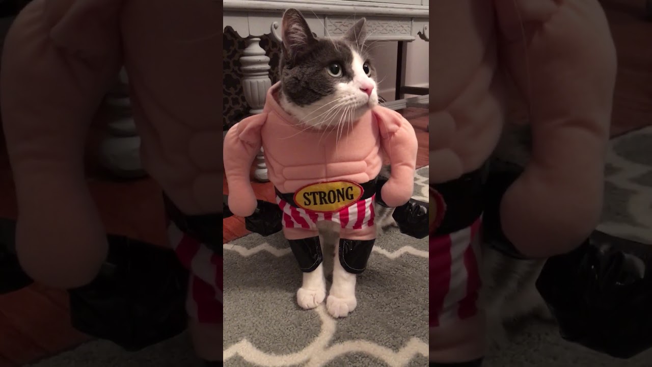 Funny cat bodybuilder cat YouTube