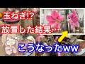 【ライブ】マジックアマリリスのかっこいい飾り方