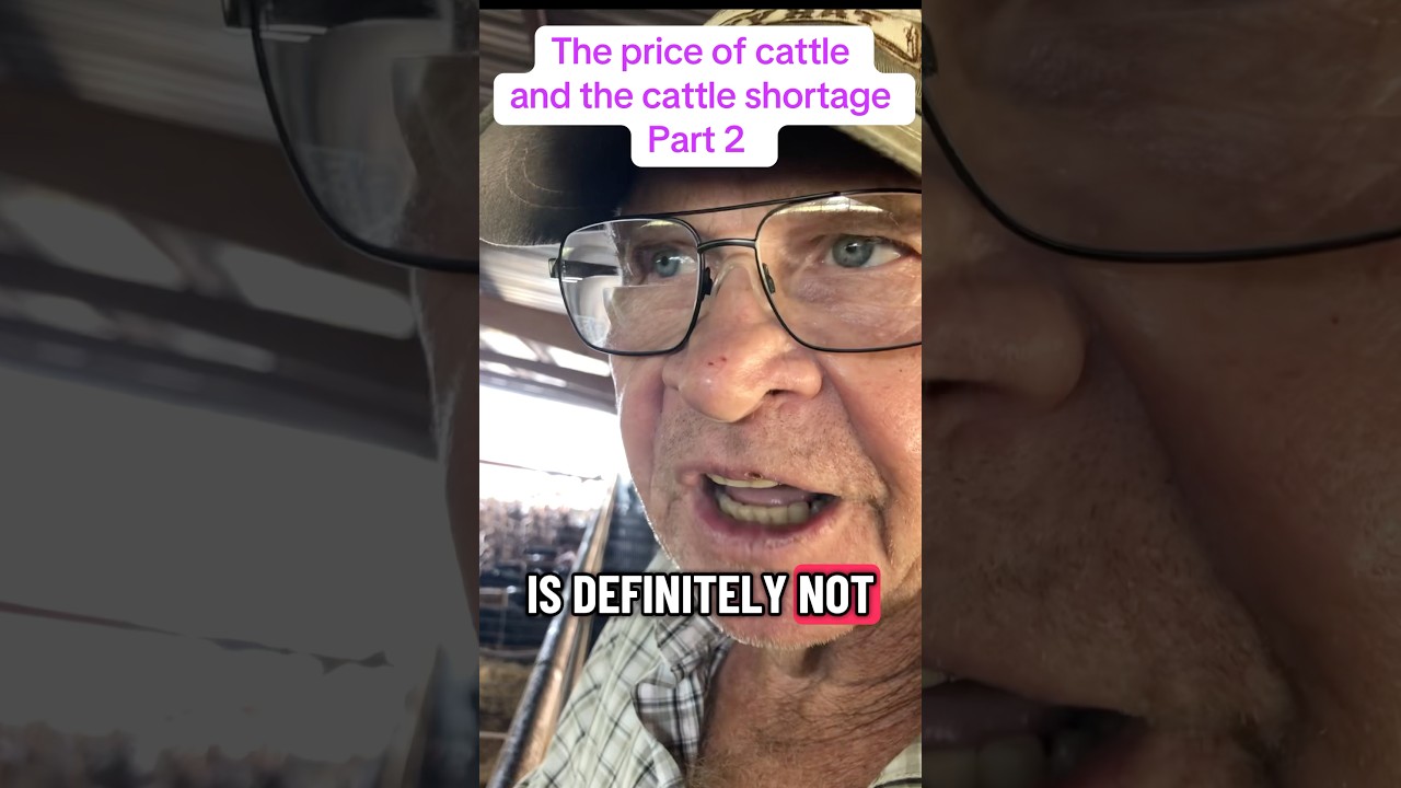 Цена и нехватка крупного рогатого скота 