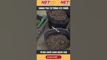 Chàng trai tự chồng cây chuối từ nải chuối xanh ngoài chợ #net88media