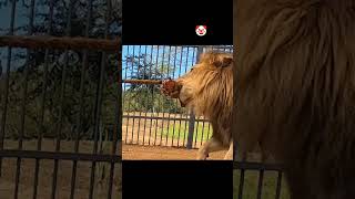 Tiger &amp; lion In Tug-Of-War vs Elephant ☠️#edit #tiger #lion #zoo#editz #fyp #animallovers