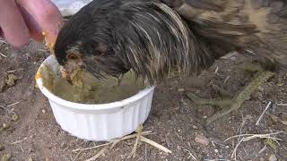 Feeding Pwee Pwee, the Crossbeak Chicken