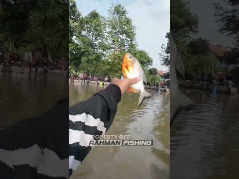 Bawal Auto Makan! Double Strike Bikin Heboh Kolam