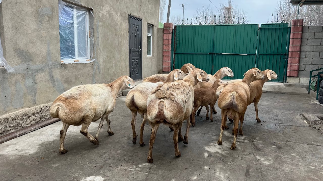 How to update  Google Chrome