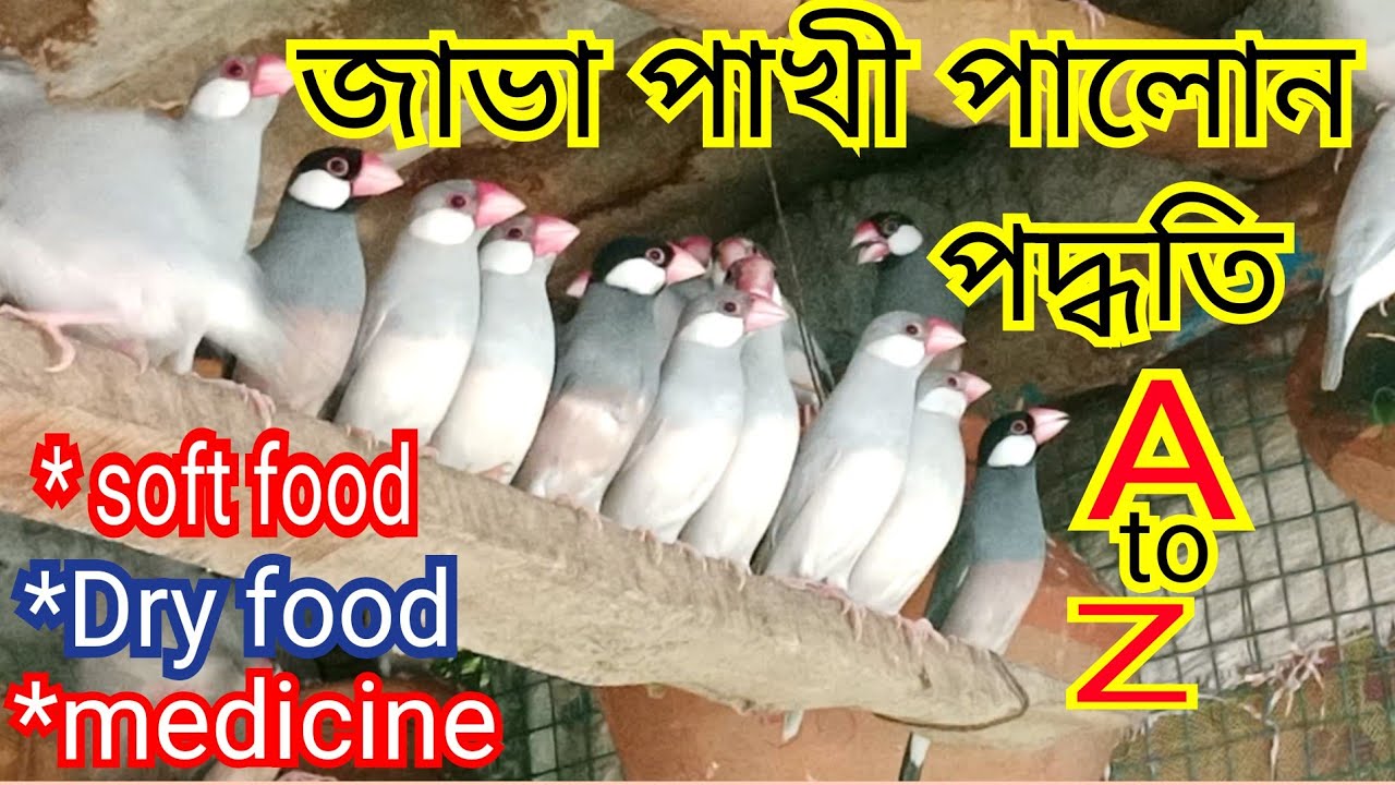 জাভা পাখি পালন পদ্ধতি এবং সফট ফুট ও ঔষধ & how to Java Birds breeding information. 