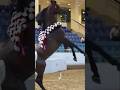 Arabian horse jump