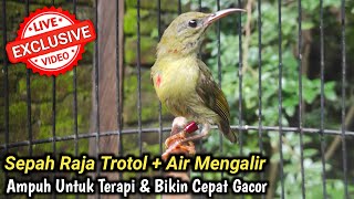 BURUNG KOLIBRI SEPAH RAJA TROTOL - UNTUK TERAPI DAN PANCINGAN SEPAH RAJA AGAR GACOR