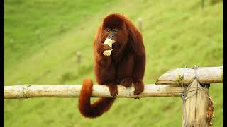 50 fascinating fast facts about howler monkeys