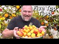 5 conseils comment faire pousser une tonne de prunes sur un seul petit arbre