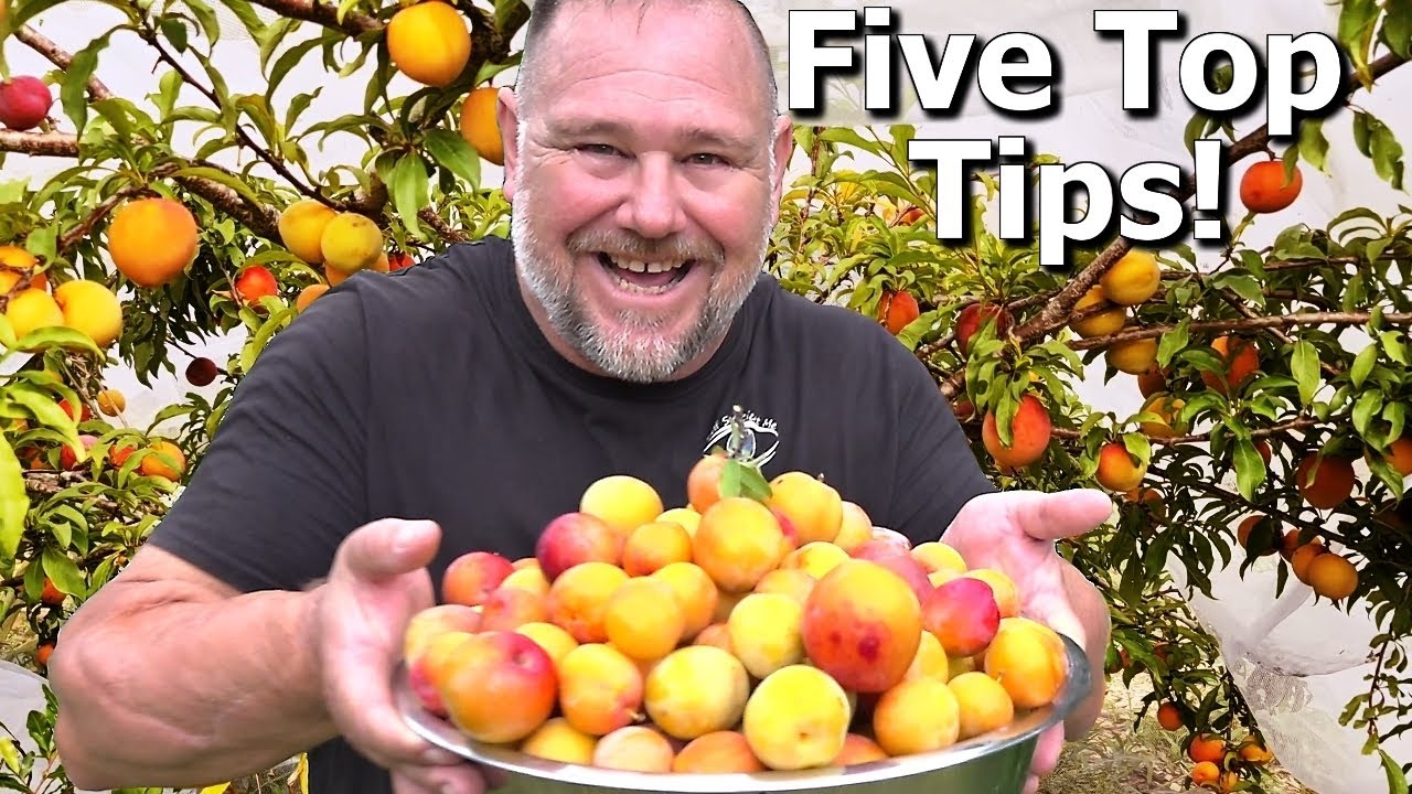5 Tips How To Grow A Ton Of Plums On One Small Tree!