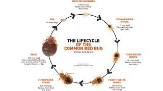 Bed Bug Life Cycle Pictures, Life Span and Actual Sizes of Bed Bugs