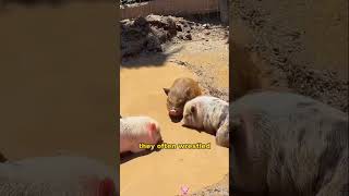 When A Mother Pig Disappeared, This Woman Became Mom To Her Piglets