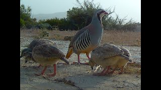 Alectoris Chukar  chicks / Περδικάκια