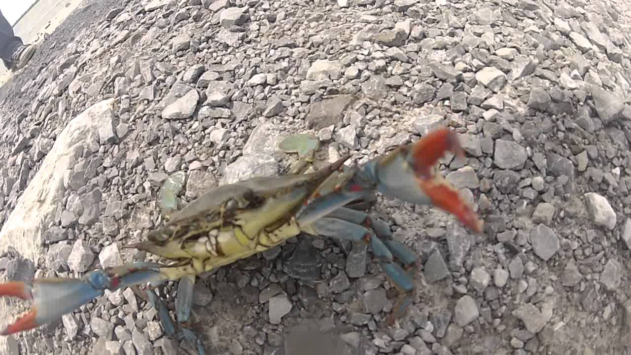 angry crab