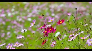 Flower Background Video Effects HD : Cosmos Autumn Bright Beautiful 4K Video