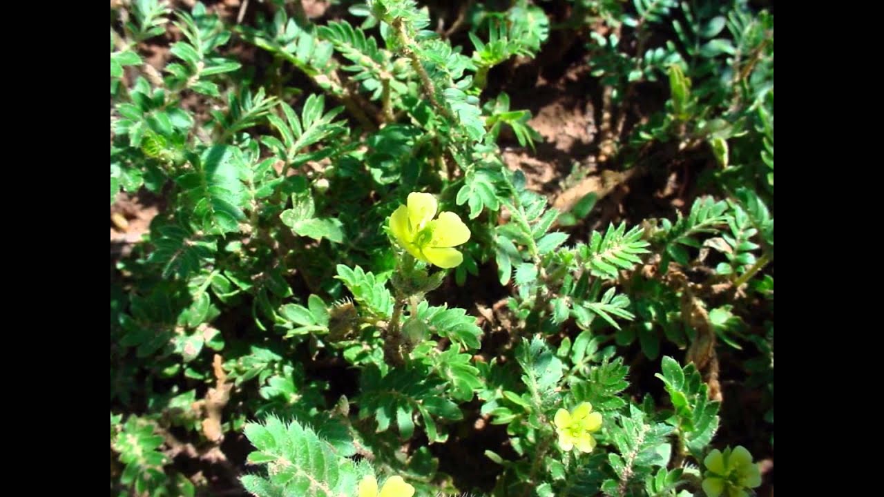 ЯКОРЕЦ  (TRIBULUS)  сем.  Парнолистниковые