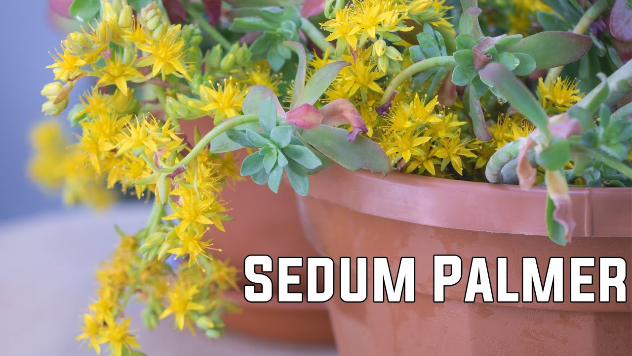 My new Sedum Palmer succulent plants with yellow flowers