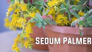 My new Sedum Palmer succulent plants with yellow flowers