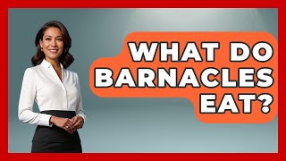 What Do Barnacles Eat? - The Marine Life Explorer