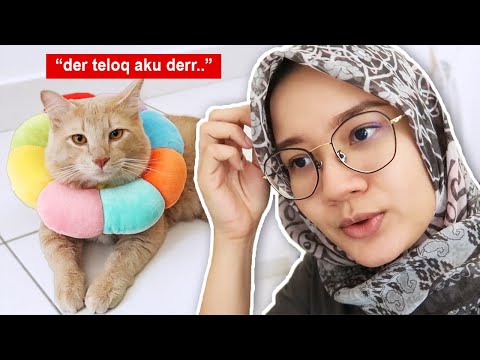 Laa kucing sunat pun kena pantang | Hidup Shazz #147