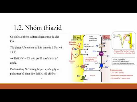 Dược lý Thuốc lợi tiểu: Thiazid, furosemid, spironolacton, manitol [Dược lý 9/14]