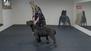 Зоомир: как подготовить собаку к выставке