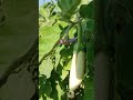 #Brinjal(Eggplant)#agriculture#viralvideo#villagelife#nature#farming#birds#winter#shorts#nature