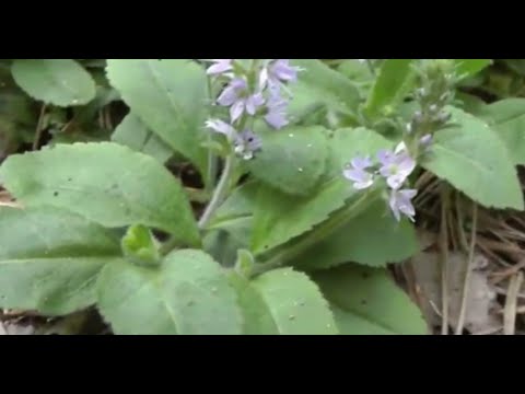 Vídeo: Veronica Officinalis - Propriedades Medicinais, Benefícios, Contra-indicações