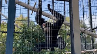 Siamang Symphalangus Syndactylus