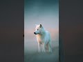white wolf #youtubeshorts #bestfeed #shortvideo