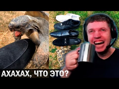 Видео: ПАПИЧ 🤣 ОРЁТ С ЧЕРЕПАХИ! 🐢 «Я ТАКОГО ЕЩЁ НЕ ВИДЕЛ!» / Папич Смотрит Видосики