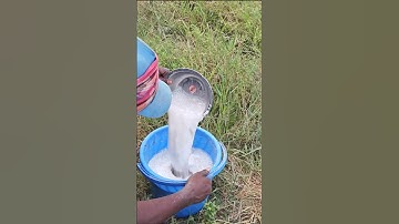 how to use lime in pond #shortsvideo #fishpond