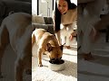 Complete Dog Care Tips for Beginners in Hindi | Puppy Care Guide 🐶 #dogcare