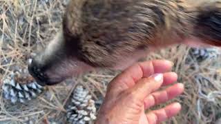 New fawns... YIKES, WHAT IS MAMA EATING? WARNING: THIS VIDEO MAY BE DISTURBING TO SENSITIVE VIEWERS.