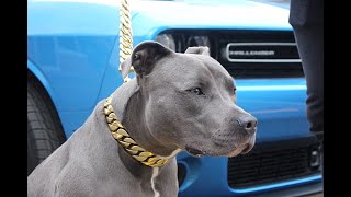 Big Dog Chains Luxury Dog Collars & Leashes