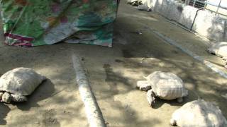 1001204_4.MP4