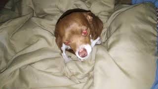 Hide And Seek With My Bros