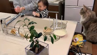 帰宅後の娘の手洗いをチェックする猫　ノルウェージャンフォレストキャット　A cat checking her daughter's hand washing after returning home